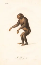 Chimpancé (Simia troglodytes)