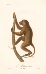 Babuino de Guinea trepador (Simia Sphinx, Variedad a)