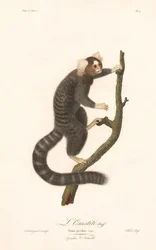 Tití común (Simia jacchus)