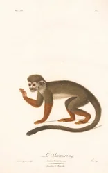 Mono ardilla común (Simia sciurea)
