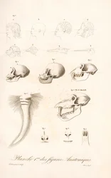 Anatomía comparada de primates, Primera lámina