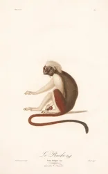 Tití cabeciblanco (Simia Oedipus)