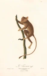 Tarsero de Daubenton (Tarsius daubentoni)