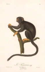 Tamarino de manos doradas (Simia Midas)