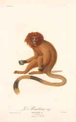 Tití león dorado (Simia Rosalia)