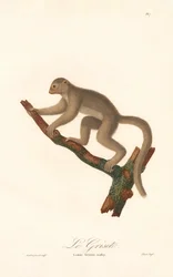 Lemur ratón gris (Lemur griseus)