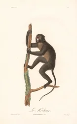 Mono narigudo (Simia nictitans)