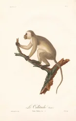 Mono verde (Simia Sabaea, Variante A)
