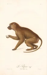 Babuino de Guinea (Simia Sphinx)
