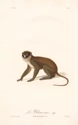 Mono narigudo (Simia petaurista)