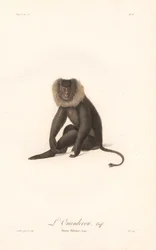 Macaco de cola de león (Simia Silenus)