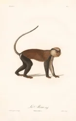 Mono de Mona (Simia mona)
