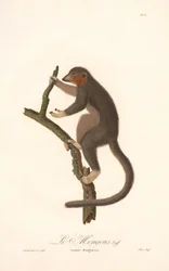Lemur mangosta (Lemur Mongoz)