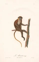 Mono bigotudo (Simia cephus)