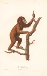 Orangután (Simia satyrus)