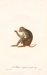 Mono Patas (Simia Patas)