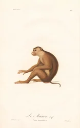 Macaco de cola de cerdo (Simia nemestrina)