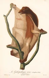Lémur volador rojo (Galeopithecus rufus)