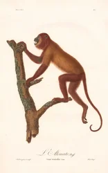 Mono aullador rojo (Simia seniculus)