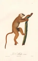 Lémur rojo (Lemur rufus)