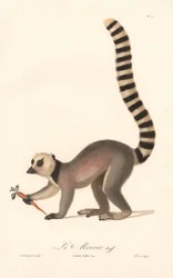 Lémur de cola anillada (Lemur catta)