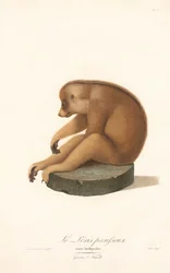 Loris esbelto (Loris tardigradus)