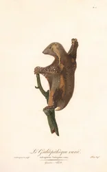 Lémur volador moteado (Galeopithecus variegatus)
