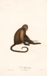 Mono capuchino moñudo (Simia apella)