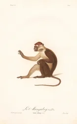 Variante del mono de Grivet (Simia aethiops v.a.)