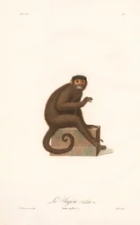 Variante del capuchino moñudo (Simia apella v.n.)