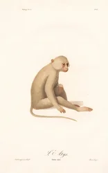 Gibón de manos blancas (Simia alys)