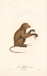 Mandril de Guinea joven (Simia Sphinx, Variedad b)