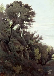 Marino - Árboles y rocas