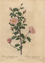 Rosa de Burnet rosa, Rosa pimpinellifolia