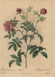 Rosa canela rosa, Rosa majalis