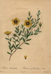 Rosa amarilla, Rosa berberifolia