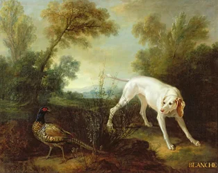 Blanche, perra del paquete de caza real