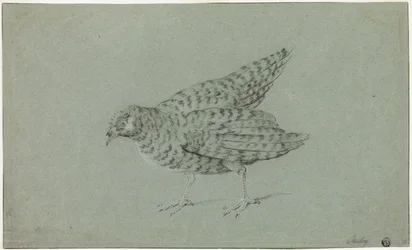 Perdiz