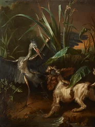 Perro de aguas enfrentándose a una garza