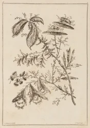 Rama de flores