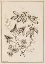 Rama de flores
