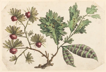 Rama de flores, de "Recueil de Fleurs Chinois"