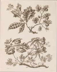 Ramas florales, de "Recueil de Differentes Fleurs de Fantaisie Dans le Goût Chinois"