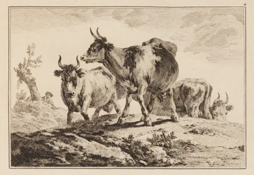 Lámina 4, de "Cuaderno de seis hojas de bueyes y vacas"