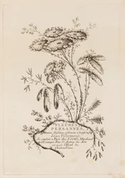 Página de Título, de "Fleures Persannes"