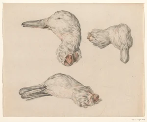 Cabeza cortada de un pato
