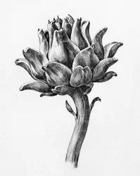 Alcachofa, de Jean Bernard