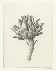 Alcachofa