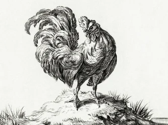 Un pollo, de pie en una colina