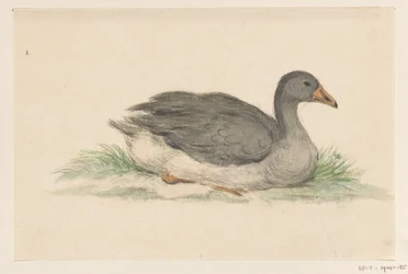 Pato, a la derecha